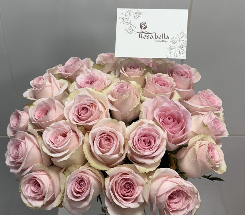 Pink Pearl Rose2 Pink Pearl Rose - Image 1